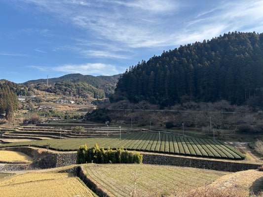 The History of Yame Matcha