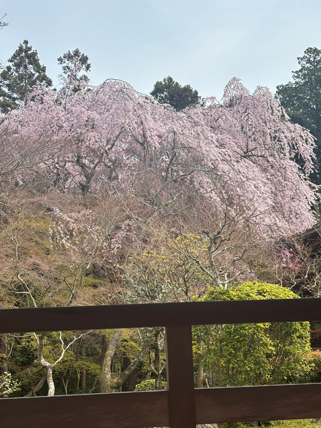 🌸Sakura & Matcha🍵
