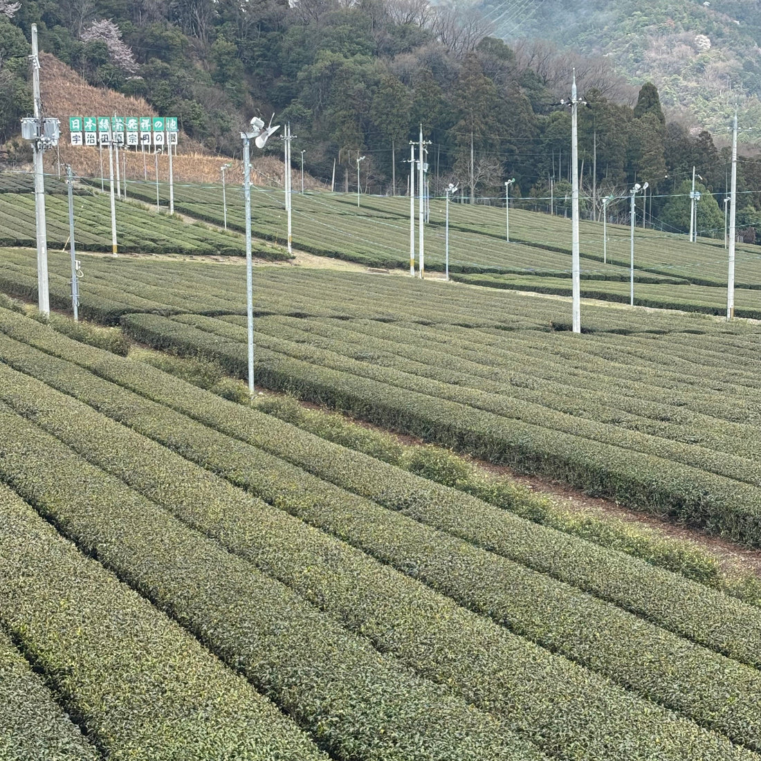Off to Uji, the capital of tea! 🍵