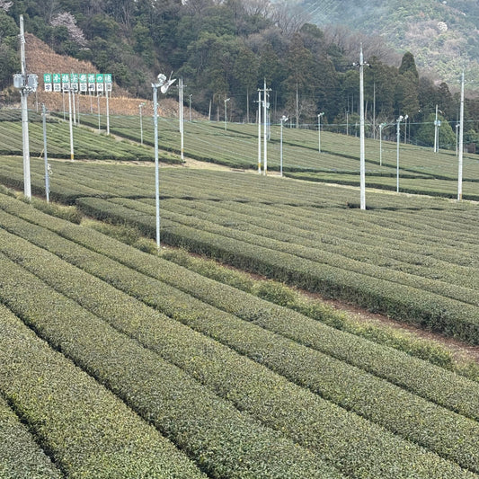 Off to Uji, the capital of tea! 🍵
