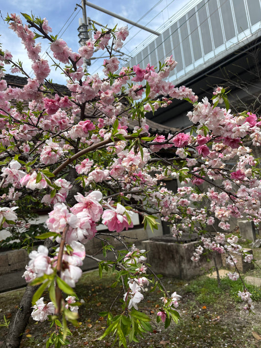 The God of Cherry Blossoms