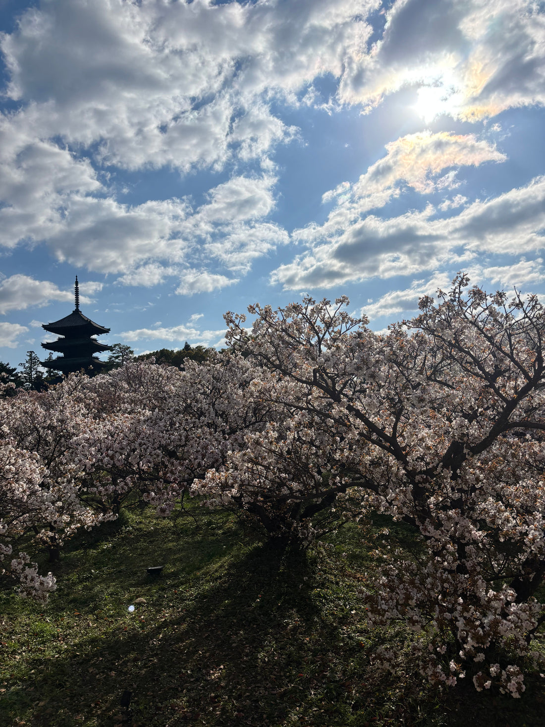 Ninna-ji Temple is a UNESCO