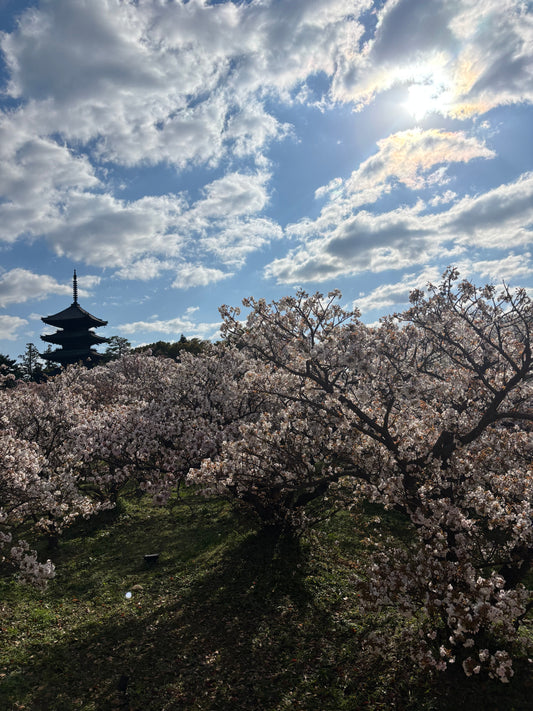 Ninna-ji Temple is a UNESCO