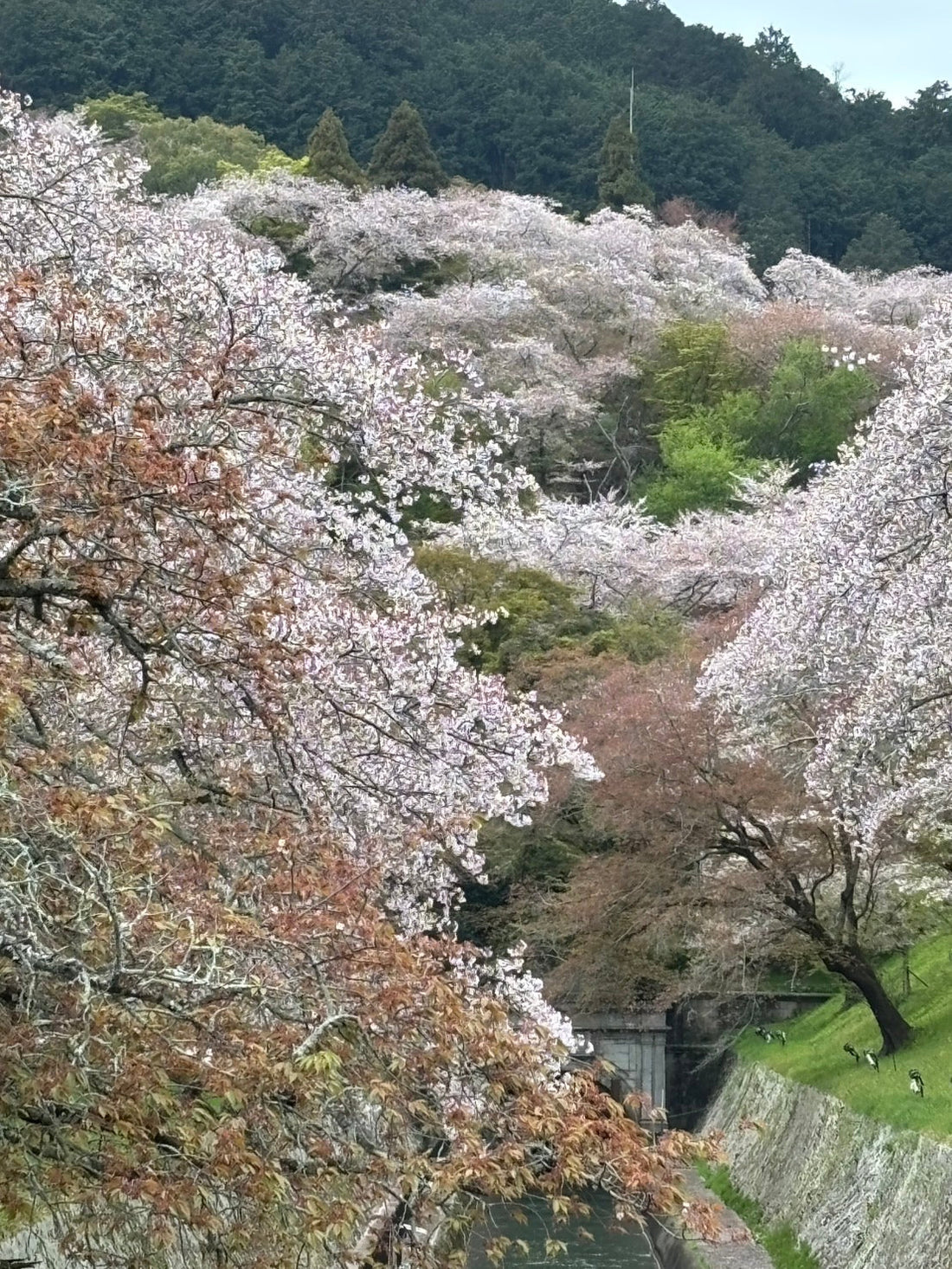 one of Japan’s most historic temples
