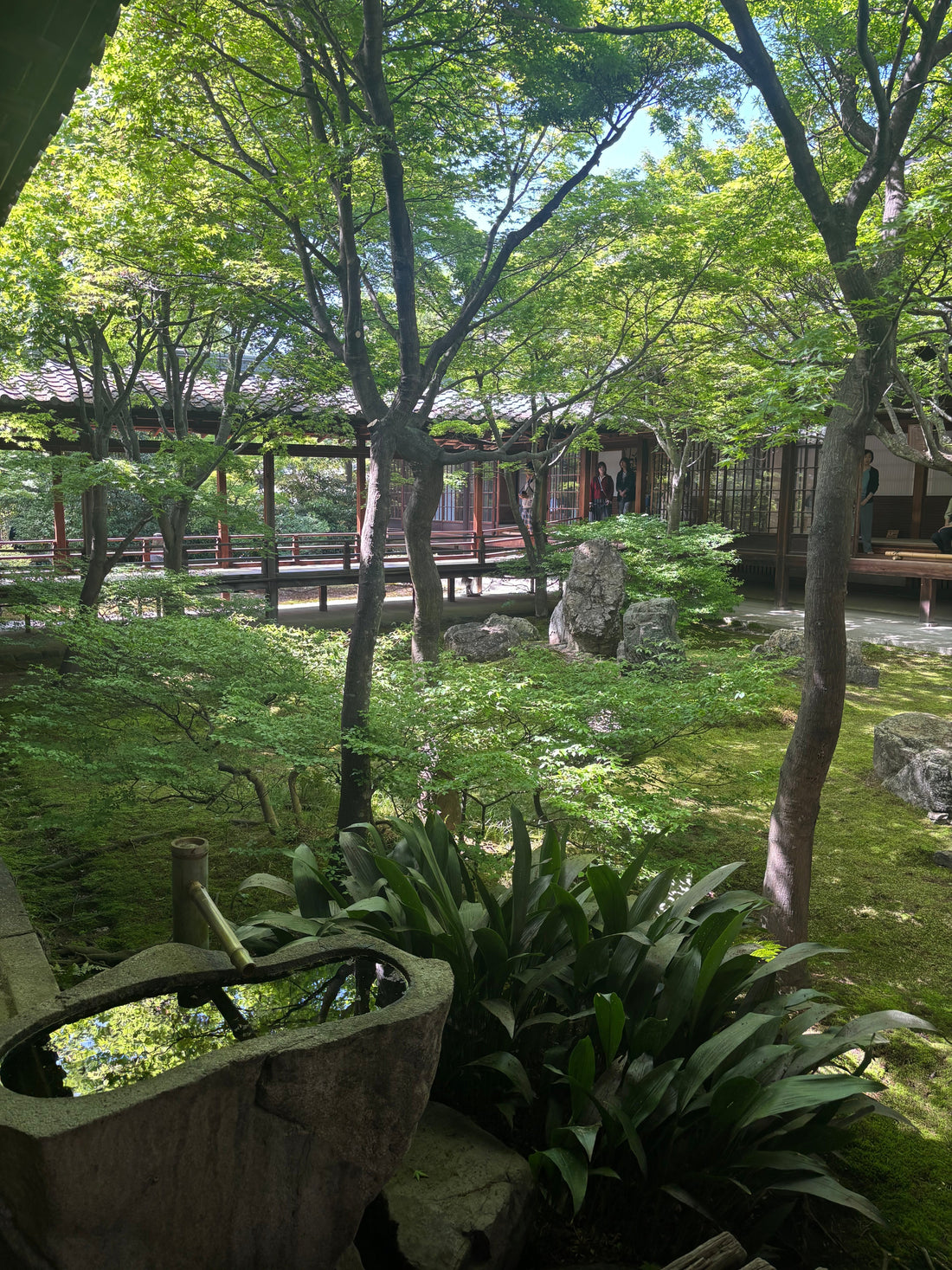 Kennin-ji:The Birthplace of Japanese Matcha Culture 🍵✨