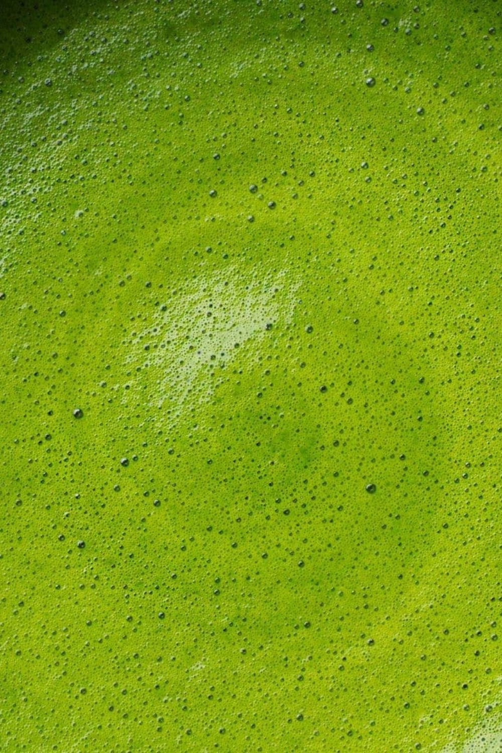 Tsujirihei Honten Uji Matcha Stick Packs (1.5g x 25 Count) – 100% Pure Premium Authentic Japanese Green Tea Powder | Individually Sealed Single-Serve Sachets for Lattes, Travel, and Daily Freshness