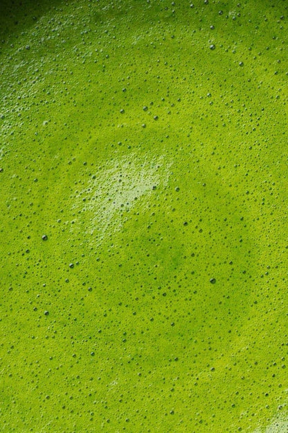 Tsujirihei Honten Uji Matcha Stick Packs (1.5g x 25 Count) – 100% Pure Premium Authentic Japanese Green Tea Powder | Individually Sealed Single-Serve Sachets for Lattes, Travel, and Daily Freshness